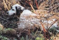 Setter Anglais MISÈRE DE CODORNIS